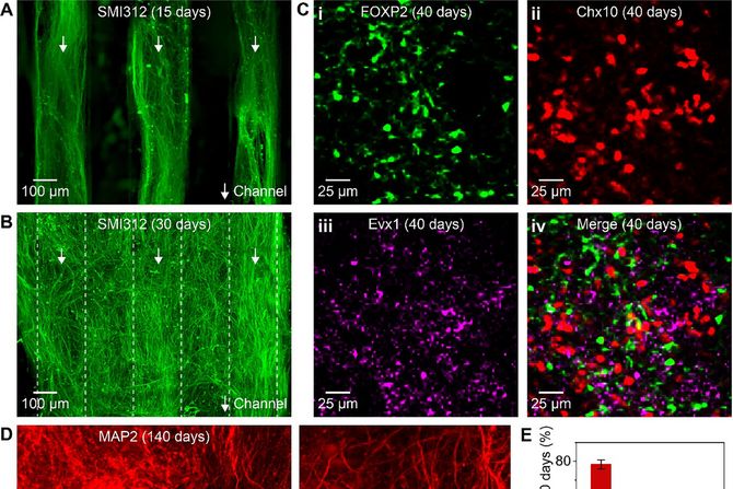 Pacovi, kičmena moždina