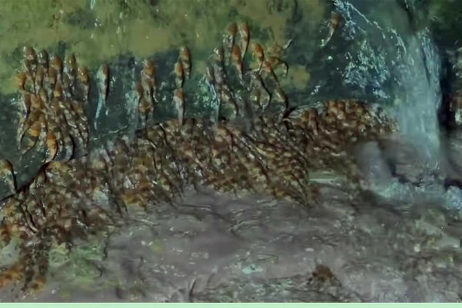 somovi bumbari Rhyacoglanis paranesis