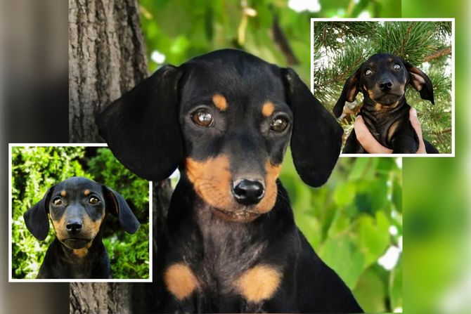 Mešanci jazavičara udomljavanje, Lipa, Tuja i Jela