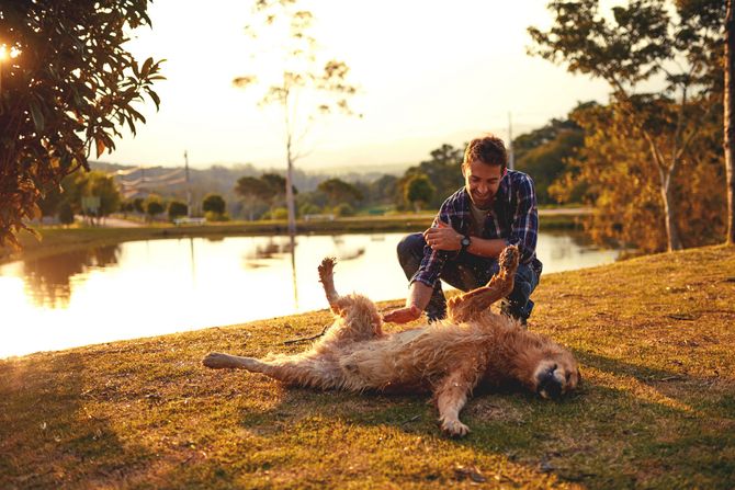 Pas češkanje stomaka