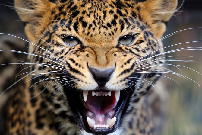 Jaguar, mladi jaguar