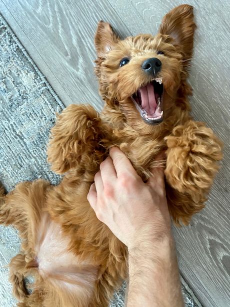 Pas češkanje stomaka