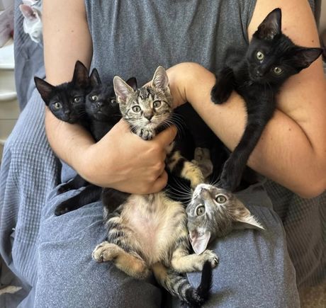 Mačići udomljavanje