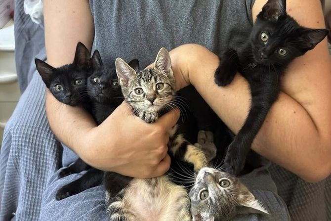 Mačići udomljavanje