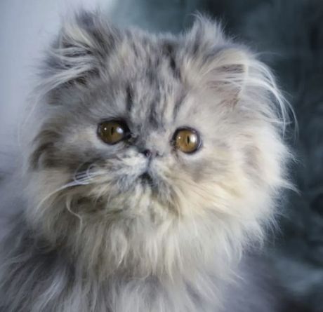 Persijski mačak Mićko