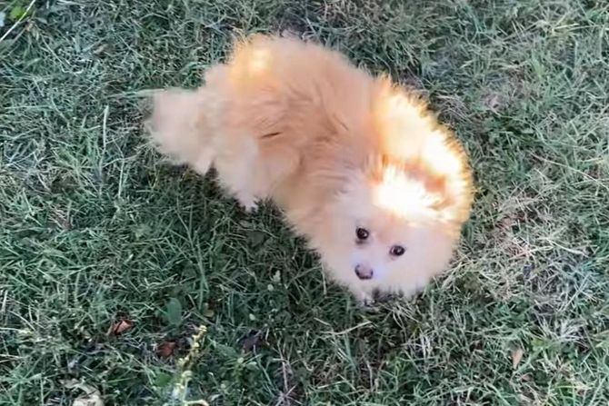 Pomeranac ženka Rušanj