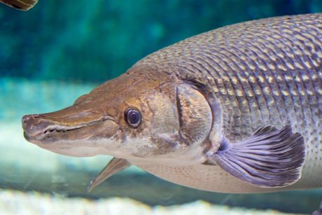 Platinasta aligatorska anđeo riba