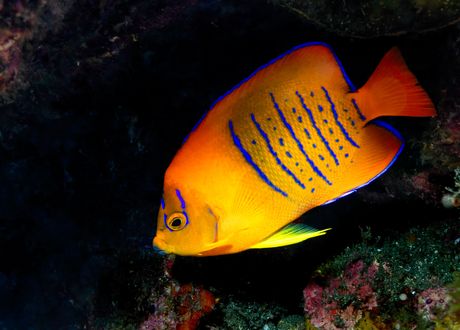 Klarionska riba anđeo