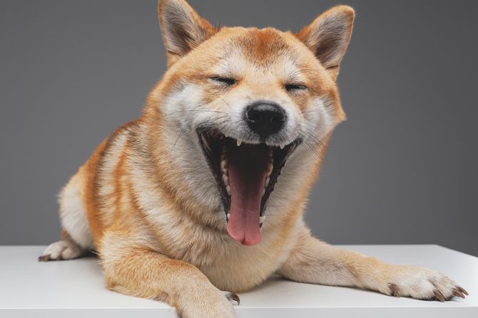 Šiba inu