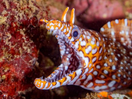 Japanska zmaj murina