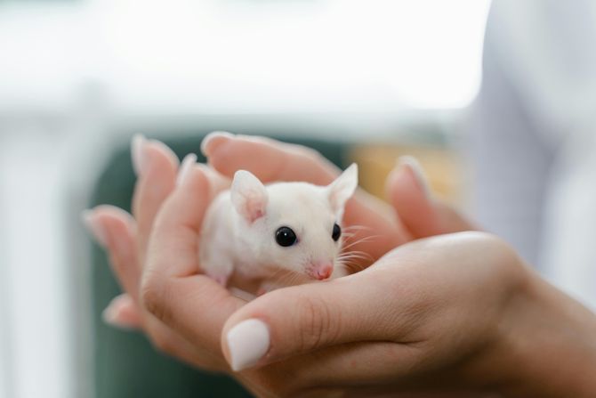 Miš kućni ljubimac