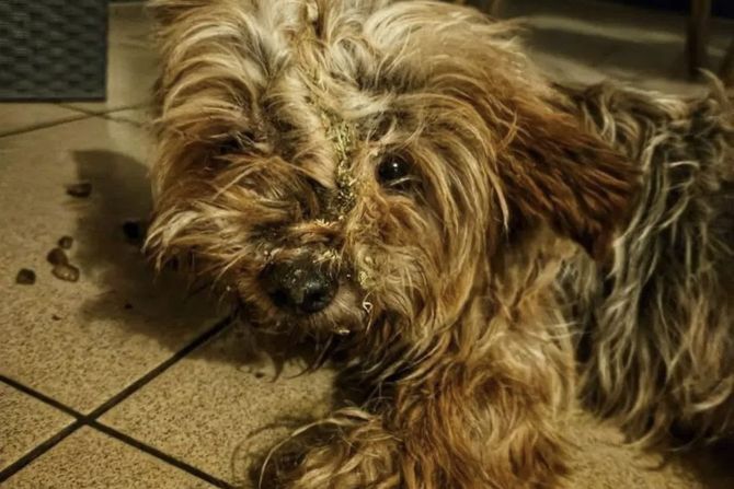 Jorkširski terijer ženka Novi Sad