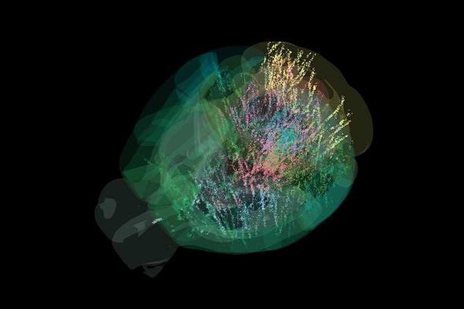 mozak miša, mapa procesa odlučivanja