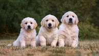 Tri šteneta zlatnog retrivera pomogla nauci da razotkrije srčanu bolest od koje umiru i ljudi