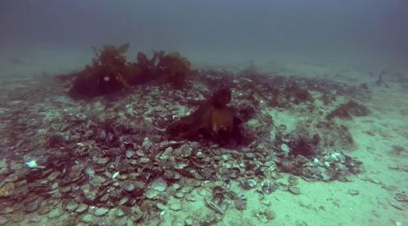 Oktlantis, podvodni grad hobotnica