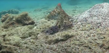 Oktlantis, podvodni grad hobotnica