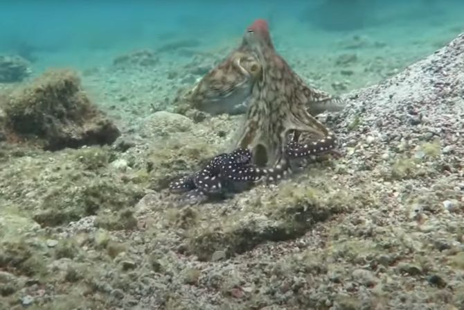 Oktlantis, podvodni grad hobotnica