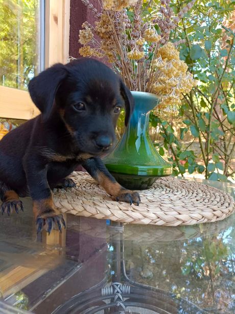 Pas Lili udomljavanje