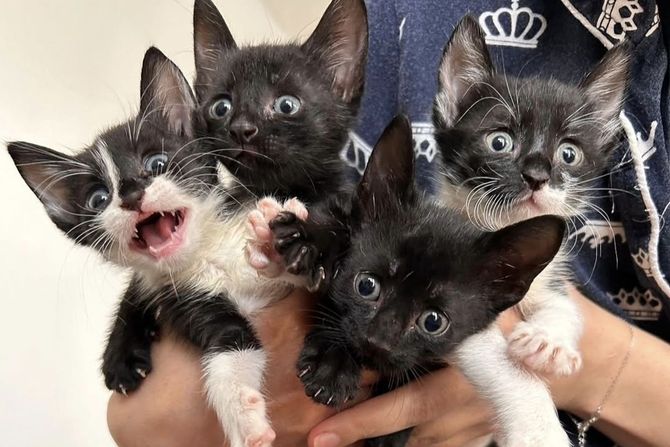 Četiri mačeta iz Beograda