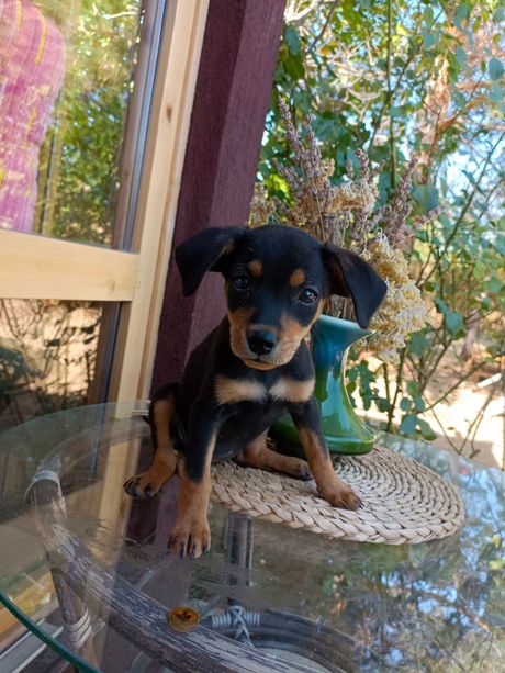 Pas Zoi udomljavanje