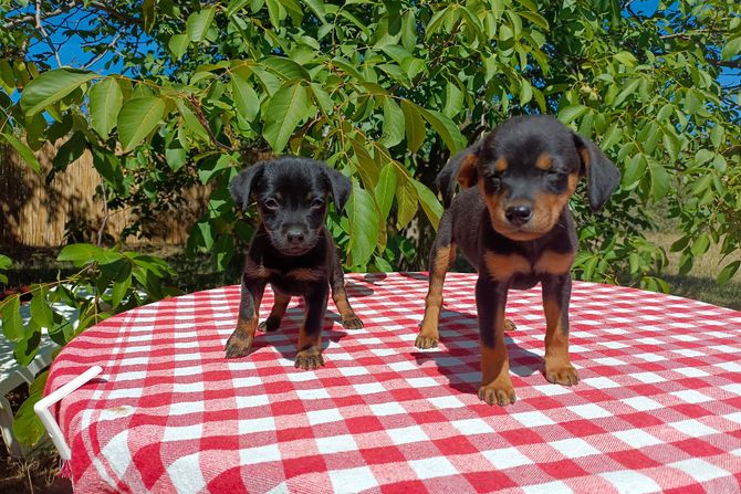 Psi Zoi i Lili udomljavanje