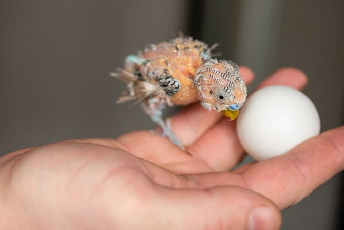 Papagaj očupanog perja