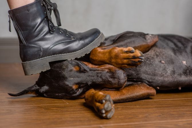 Zlostavljači životinja