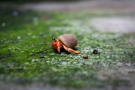 Akvarijumski puževi i rakovi