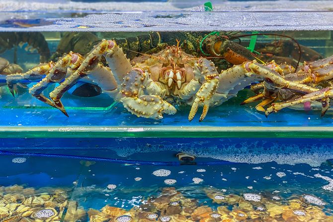 Akvarijumski puževi i rakovi