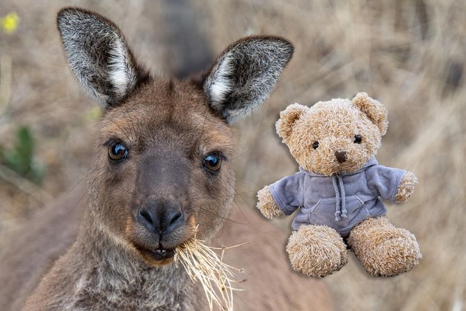 Kengur i meda igračka