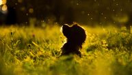 Većina pasa jede travu iz dosade ili navike, a ne zbog bolesti: Samo u OVIM SLUČAJEVIMA konsultujte veterinara