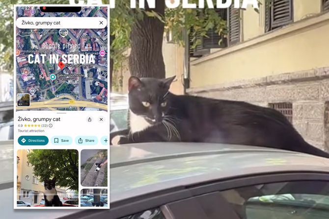 Živko mačka na Gugl mapama