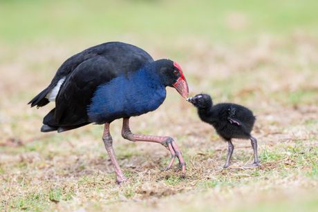 Ptice pukeko