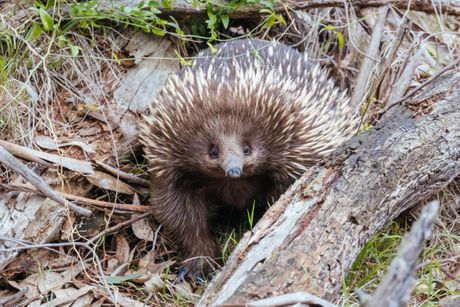 Ehidna kljunasti jež