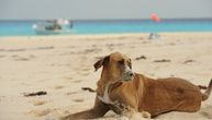 Ko su "kolačići" sa Bahama i kako je nastao Dan potkejkova: Priča o psima koji lutaju rajskim ostrvom