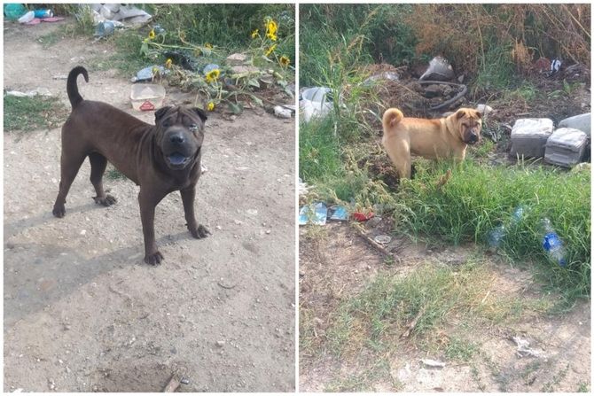 Mužjak i ženka šar pej