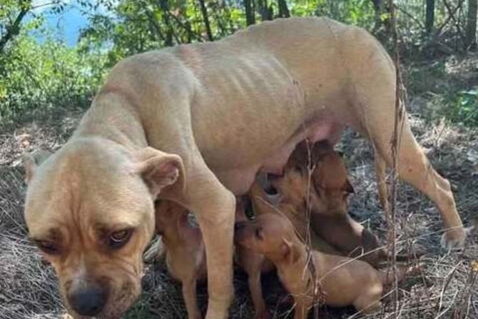 Majka sa bebaba Ovčar Banja