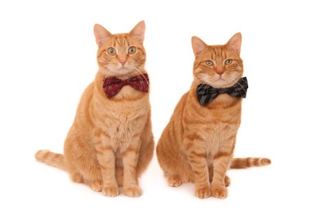 Mačke sa kravatama