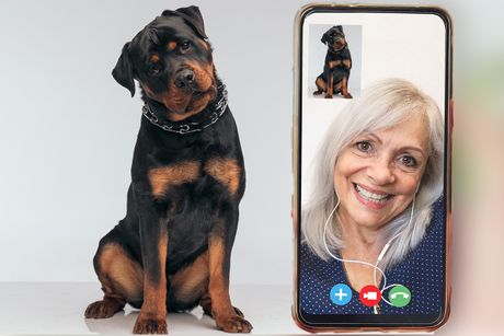 pas i vlasnik videocall