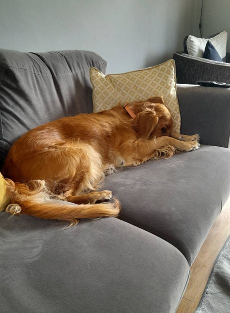 Katie Stevens, Pas Lola i udica