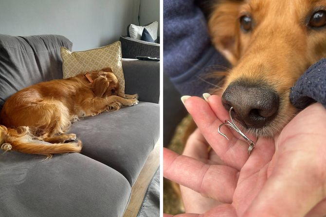 Katie Stevens, Pas Lola i udica