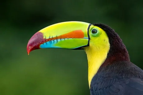 Tukan ptica