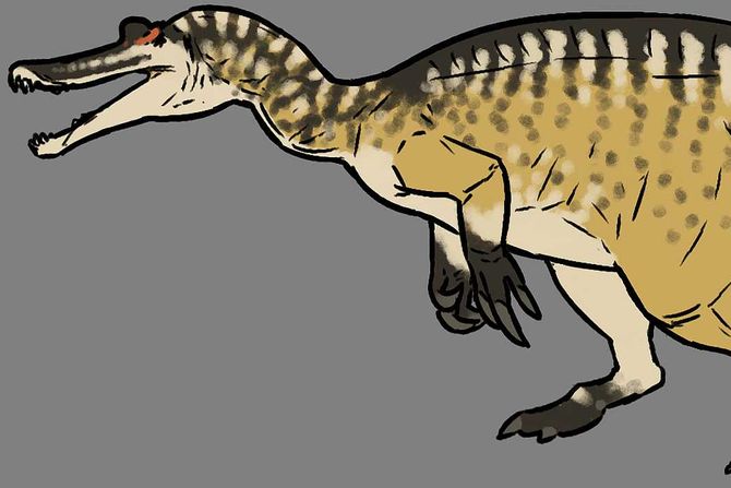 Camarillasaurus cirugedae