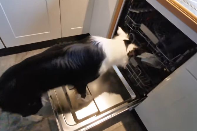 Pas i mašina za sudove