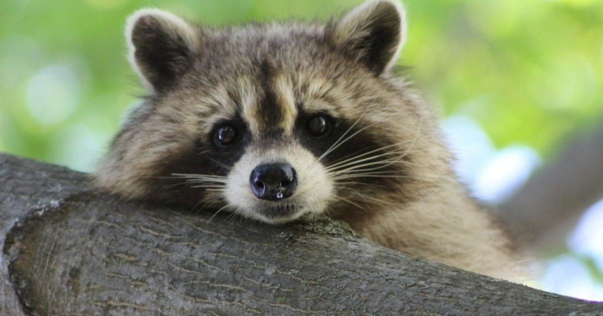 Rakun koji je pronađen pijan u prodavnici pića u Virdžiniji osumnjičen ...
