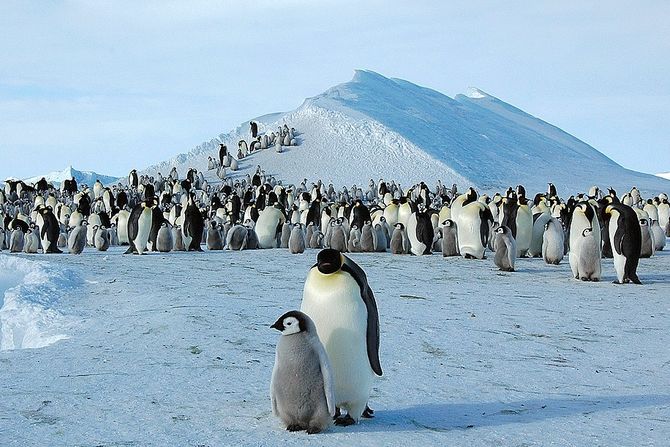 carski pingvini, kolonija