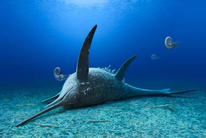 Eurhinosaurus mistelgauensis