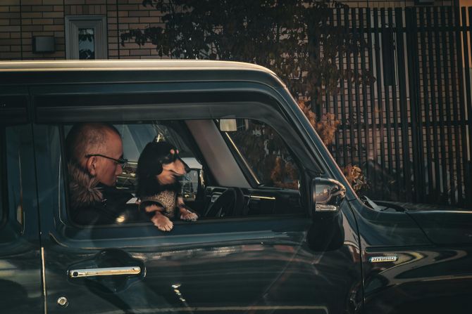 Jazavičar na prozoru automobila