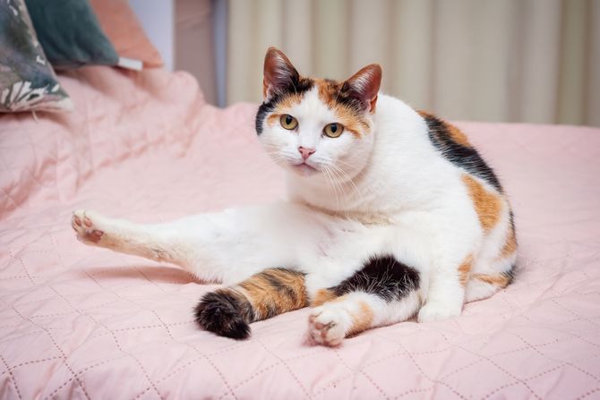 Kaliko mačka (ilustracija)