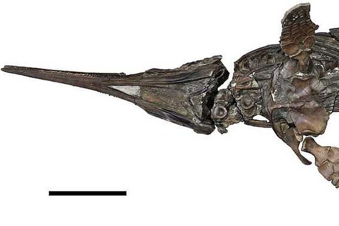 ihtiosaurus Xiphodracon goldencapsis